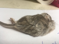 Chaetodipus