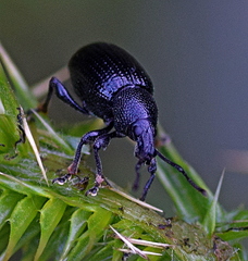 Otiorhynchus anthracinus