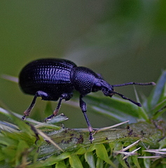 Otiorhynchus anthracinus