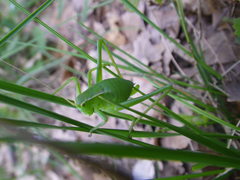 Isophya pyrenaea