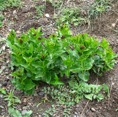 Vincetoxicum funebre