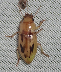 Bradybaenus opulentus