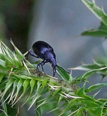Otiorhynchus anthracinus