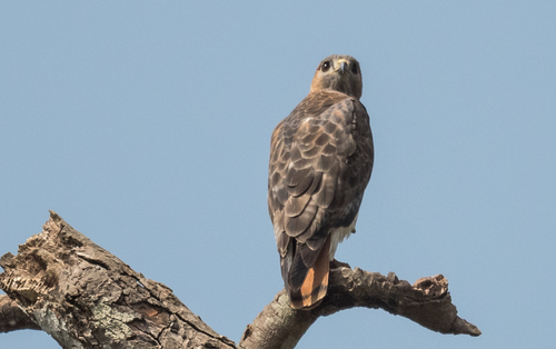 Red-necked Buzzard