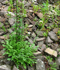 Valeriana cardamines