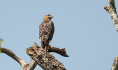Buteo auguralis