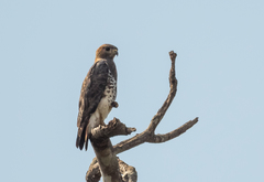 Buteo auguralis