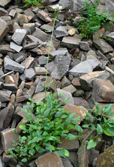 Valeriana cardamines