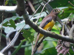 Trogon rufus