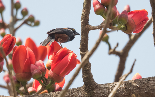 Chestnut-and-black Weaver