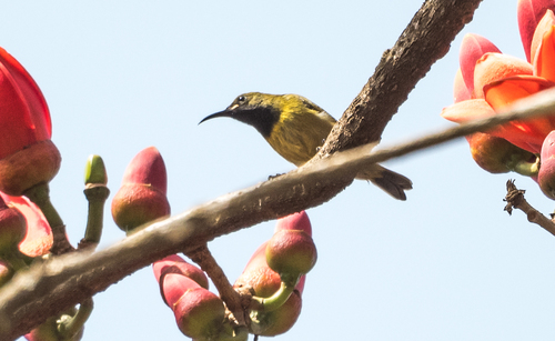 Splendid Sunbird
