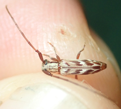 Eunidia strigata