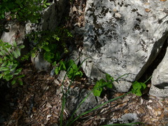 Aristolochia rotunda