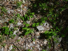 Aristolochia rotunda