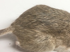 Chaetodipus penicillatus