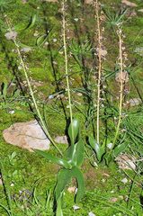 Prospero obtusifolium