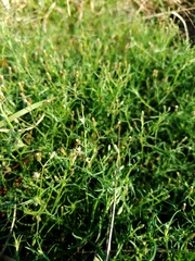 Erigeron divaricatus