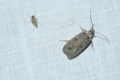 Agonopterix argillacea