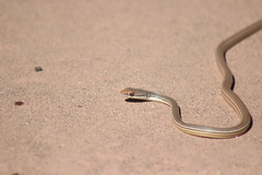 Masticophis bilineatus