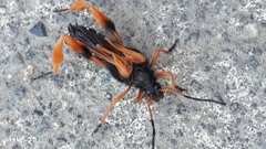 Callisphyris macropus