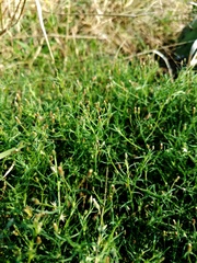 Erigeron divaricatus