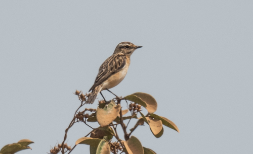 Whinchat
