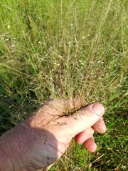 Panicum hallii filipes