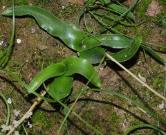 Prospero obtusifolium