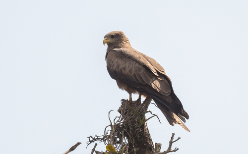 Yellow-billed Kite