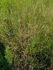 Panicum hallii filipes