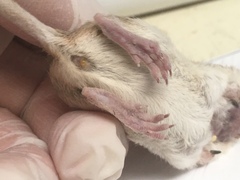 Chaetodipus penicillatus