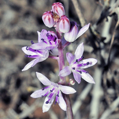 Prospero obtusifolium