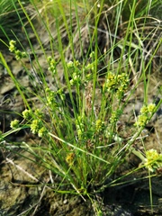 Cyperus acuminatus