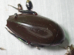 Hydrophilus aculeatus