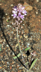 Prospero obtusifolium