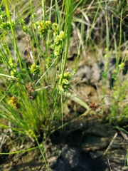Cyperus acuminatus