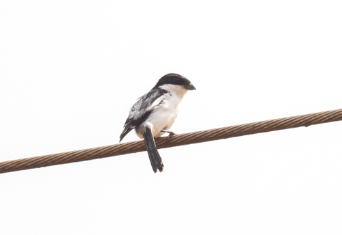 Northern Fiscal