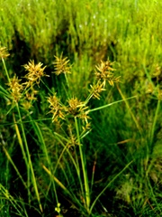 Cyperus setigerus