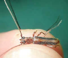 Ossibia fuscata