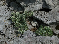 Hormathophylla spinosa