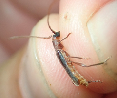 Ossibia fuscata