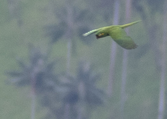 Leptosittaca branickii