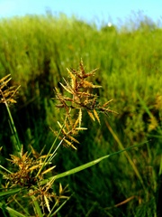 Cyperus setigerus