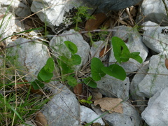 Aristolochia rotunda