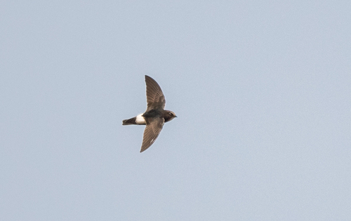 Little Swift