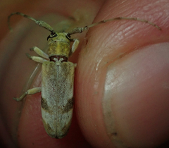 Eunidia vagevittata