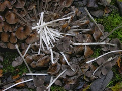 Britzelmayria multipedata