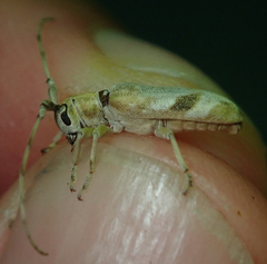 Eunidia vagevittata
