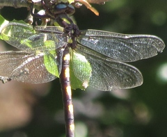 Cordulegaster dorsalis