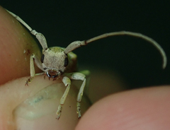 Eunidia vagevittata